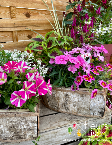 composition fleurie extérieure