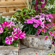 composition fleurie extérieure