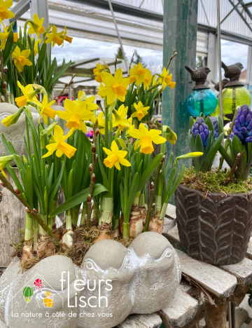 compositions de bulbes