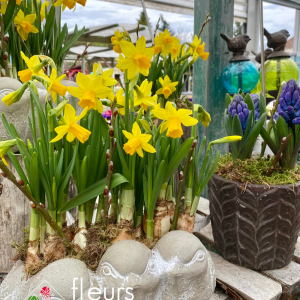 compositions de bulbes