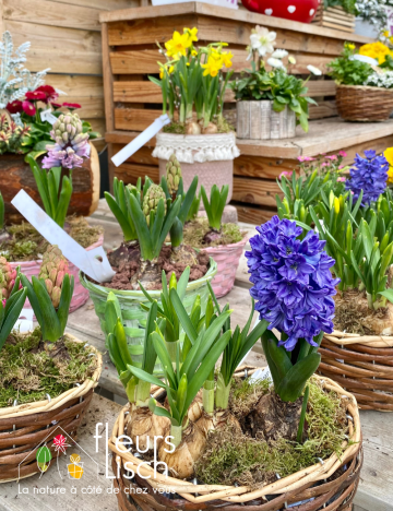 compositions de bulbes