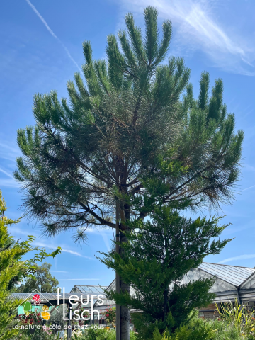 conifères, arbre arbustes, pépinière