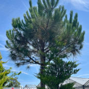 conifères, arbre arbustes, pépinière