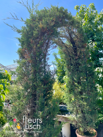 conifères, arbre arbustes, pépinière