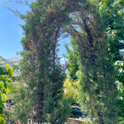 conifères, arbre arbustes, pépinière