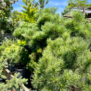 conifères, arbre arbustes, pépinière