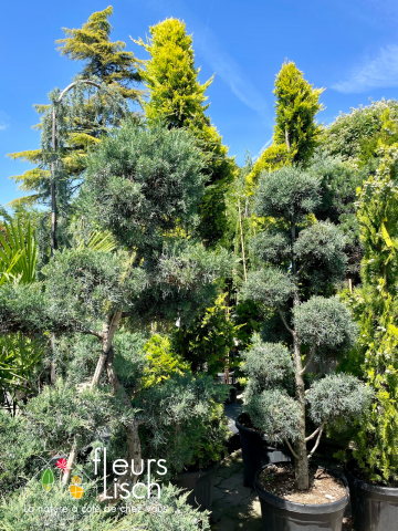 conifères, arbre arbustes, pépinière