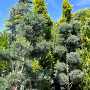 conifères, arbre arbustes, pépinière