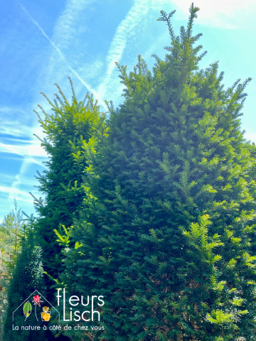 conifères, arbre arbustes, pépinière