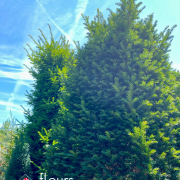 conifères, arbre arbustes, pépinière