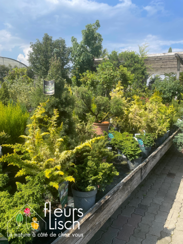 conifères, arbre arbustes, pépinière