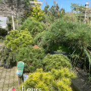 conifères, arbre arbustes, pépinière