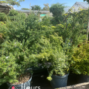 conifères, arbre arbustes, pépinière