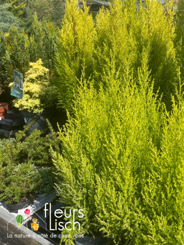 conifères, arbre arbustes, pépinière