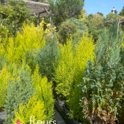 conifères, arbre arbustes, pépinière