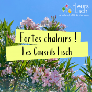 conseils Lisch contre la chaleur