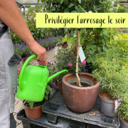 conseils Lisch contre la chaleur
