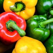 cucurbitacées et solanacées