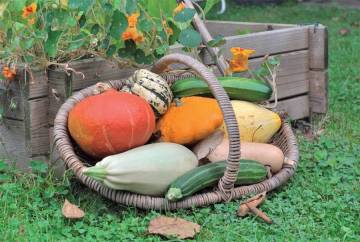 cucurbitacées et solanacées