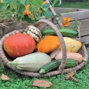 cucurbitacées et solanacées