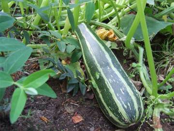 cucurbitacées et solanacées