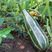 cucurbitacées et solanacées