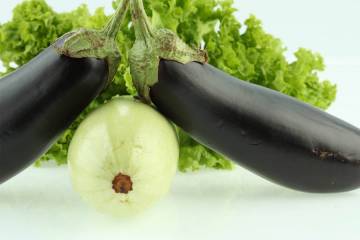 cucurbitacées et solanacées