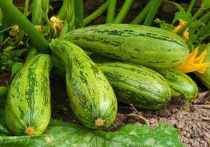 cucurbitacées et solanacées