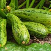 cucurbitacées et solanacées