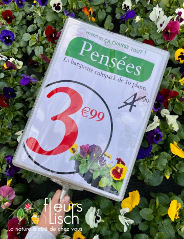 Cultipack de pensées