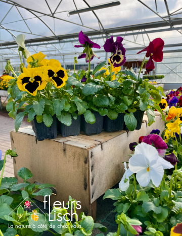 Cultipack de pensées