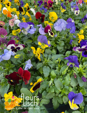 Cultipack de pensées