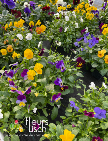 Cultipack de pensées