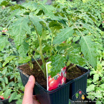 cultipack tomates