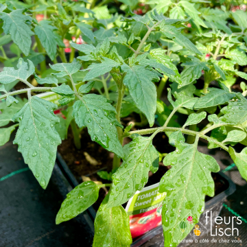 cultipack tomates