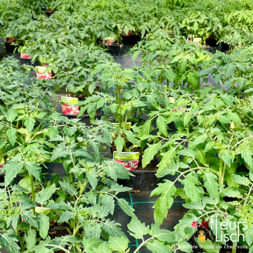 cultipack tomates