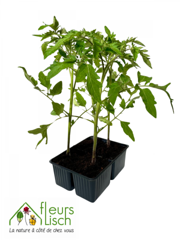 cultipack tomates