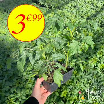 cultipack de 4 plants de tomates