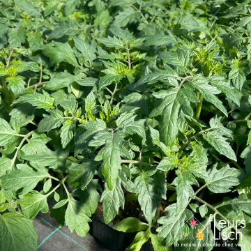 cultipack de 4 plants de tomates