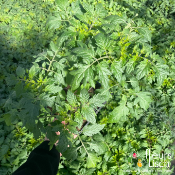 cultipack de 4 plants de tomates