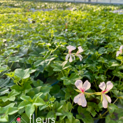 culture Géranium
