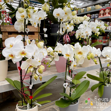 Des fleurs pour la Fête des mères