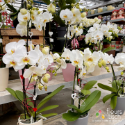 Des fleurs pour la Fête des mères