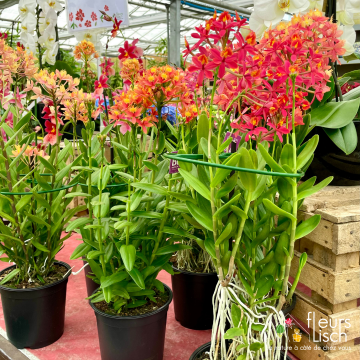 Des fleurs pour la Fête des mères