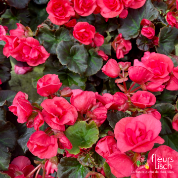 Des fleurs pour la Fête des mères