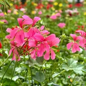 Des fleurs pour la Fête des mères