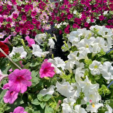 Des fleurs pour la Fête des mères
