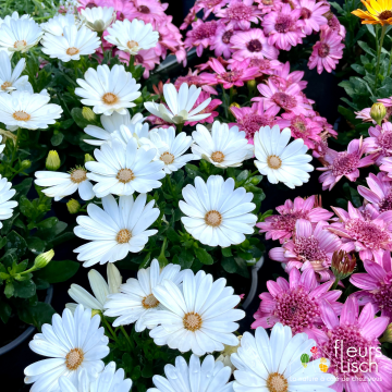 Des fleurs pour la Fête des mères
