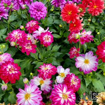 Des fleurs pour la Fête des mères