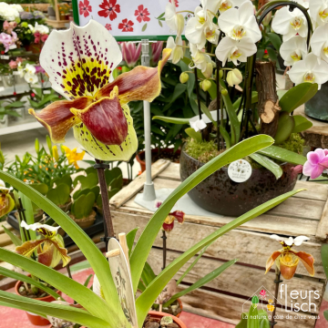 Des fleurs pour la Fête des mères